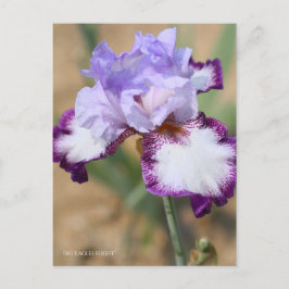 Iris "Eagle Flight" (Briefkaart) ポ カ ー ド Briefkaart