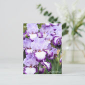Iris "Eagle Flight" (Briefkaart) Briefkaart (Staand voorkant)