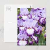 Iris "Eagle Flight" (Briefkaart) Briefkaart (Voorkant / Achterkant)