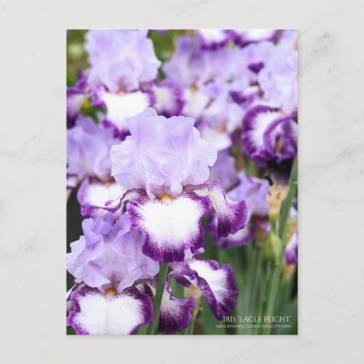 Iris "Eagle Flight" (Briefkaart) Briefkaart (Voorkant)
