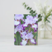 Iris ‘Eagle Flight’ [Postcard] ポストカード Briefkaart (Staand voorkant)