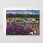 Iris en Lupine garden en Teton Range; Briefkaart (Voorkant / Achterkant)