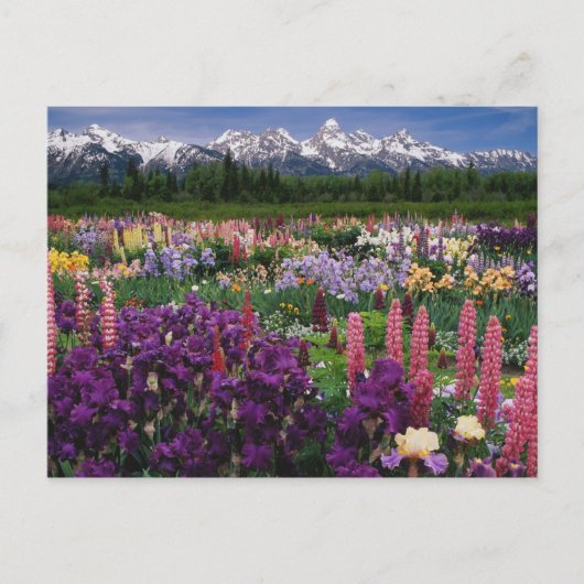 Iris en Lupine garden en Teton Range; Briefkaart (Voorkant)