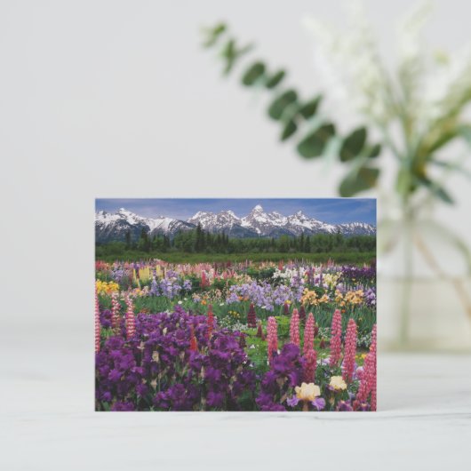 Iris en Lupine garden en Teton Range; Briefkaart (Staand voorkant)