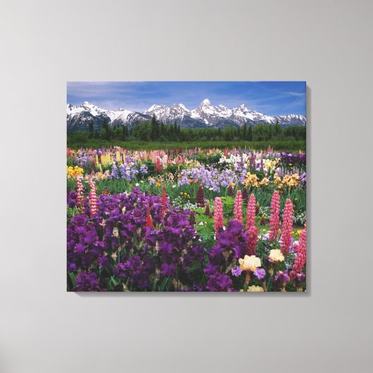 Iris en Lupine garden en Teton Range; Canvas Afdruk (Voorkant)