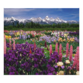 Iris en Lupine garden en Teton Range; Foto Afdruk (Voorkant)