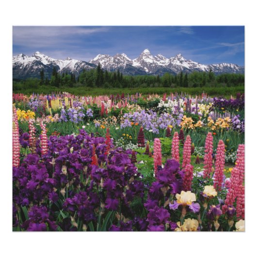 Iris en Lupine garden en Teton Range; Foto Afdruk (Voorkant)