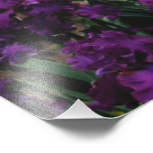 Iris en Lupine garden en Teton Range; Foto Afdruk (Hoek)