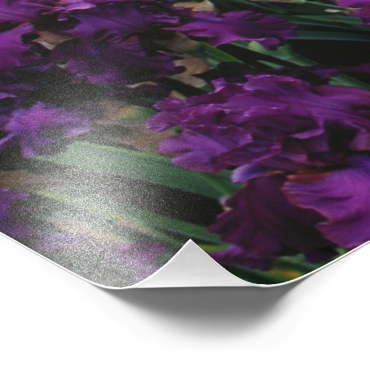 Iris en Lupine garden en Teton Range; Foto Afdruk (Hoek)