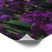 Iris en Lupine garden en Teton Range; Poster (Hoek)