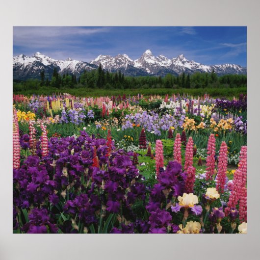 Iris en Lupine garden en Teton Range; Poster (Voorkant)