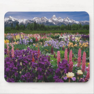 Iris- en Lupine-tuin en Teton Range, Muismat