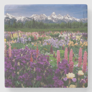Iris- en Lupine-tuin en Teton Range, Stenen Onderzetter
