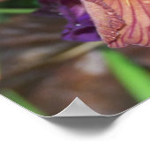 Iris et pluie poster (Hoek)