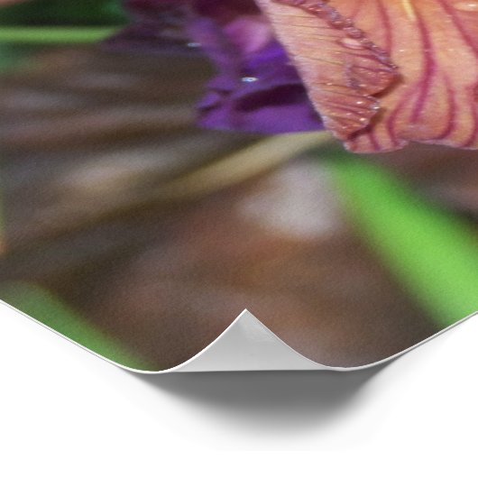 Iris et pluie poster (Hoek)
