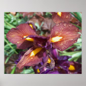 Iris et pluie poster (Voorkant)