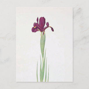 Iris Filifolia van William Dykes Briefkaart