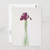 Iris Filifolia van William Dykes Briefkaart (Voorkant / Achterkant)