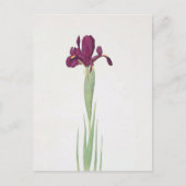 Iris Filifolia van William Dykes Briefkaart (Voorkant)