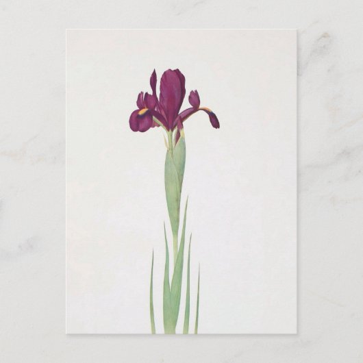 Iris Filifolia van William Dykes Briefkaart (Voorkant)