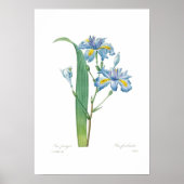 Iris fimbriata poster (Voorkant)