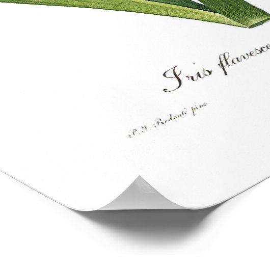 Iris flavescens poster (Hoek)