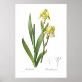 Iris flavescens poster (Voorkant)