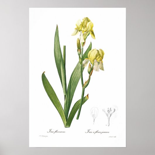 Iris flavescens poster (Voorkant)