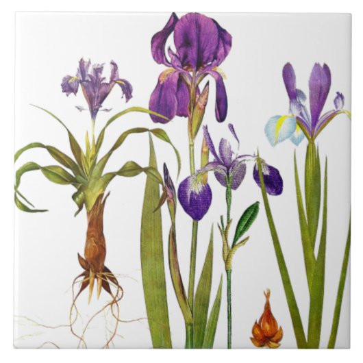 Iris Floral Garden Botanical Flower Tile Tegeltje (Voorkant)