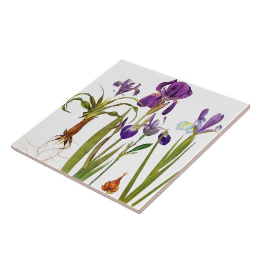 Iris Floral Garden Botanical Flower Tile Tegeltje (Zijkant)