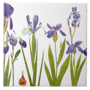 Iris Floral Garden Botanical Flower Tile Tegeltje