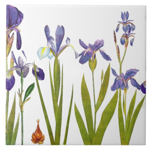 Iris Floral Garden Botanical Flower Tile Tegeltje (Voorkant)