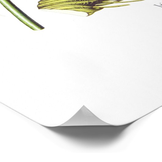 Iris florentina poster (Hoek)