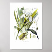 Iris florentina poster (Voorkant)