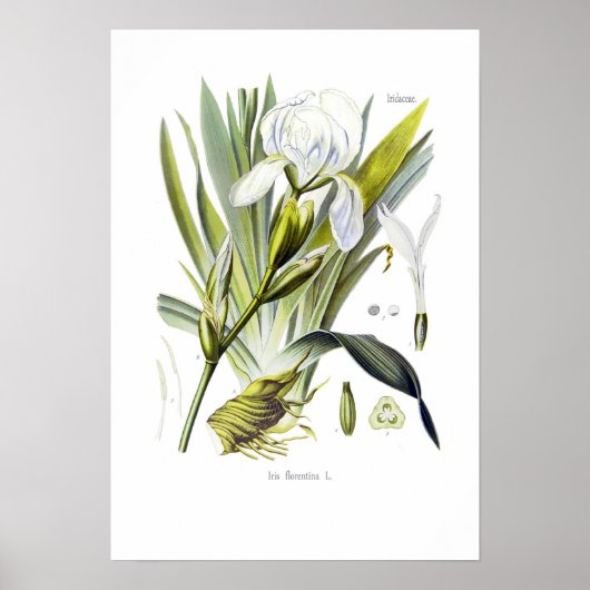 Iris florentina poster (Voorkant)