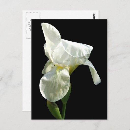 iris Flower Briefkaart (Voorkant / Achterkant)