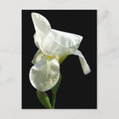 iris Flower Briefkaart (Voorkant)