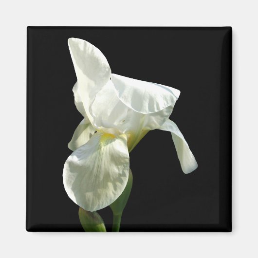 Iris Flower Magnet (Voorkant)