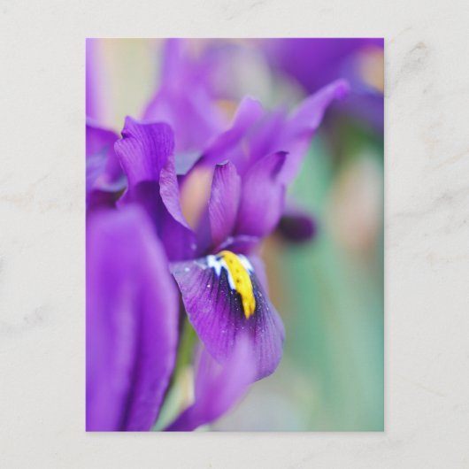 Iris Flower Magnet Feestdagenkaart (Voorkant)