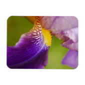Iris Flower Magnet Magneet (Horizontaal)