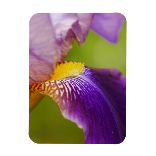 Iris Flower Magnet Magneet (Verticaal)