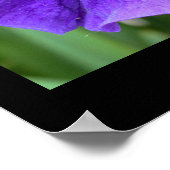 Iris Flower Photo Poster (Hoek)