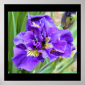 Iris Flower Photo Poster (Voorkant)
