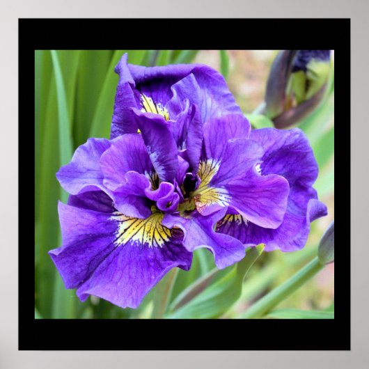 Iris Flower Photo Poster (Voorkant)