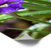 Iris Flower Photo Poster (Hoek)