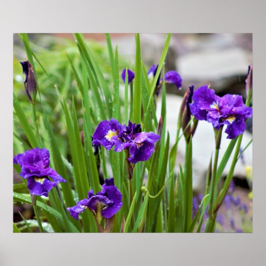 Iris Flower Photo Poster (Voorkant)