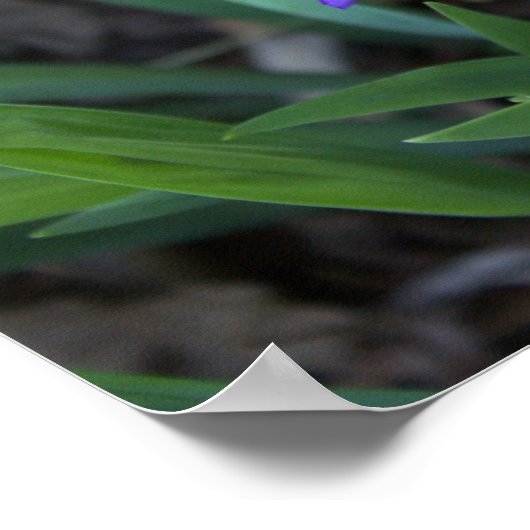 Iris Flower Photo Poster (Hoek)