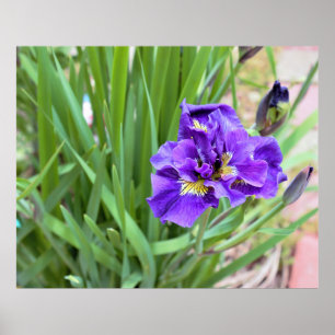 Iris Flower Photo Poster