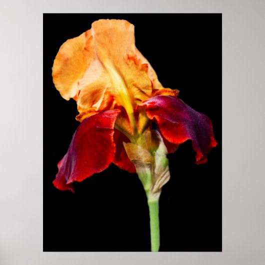 Iris Flower Poster (Voorkant)