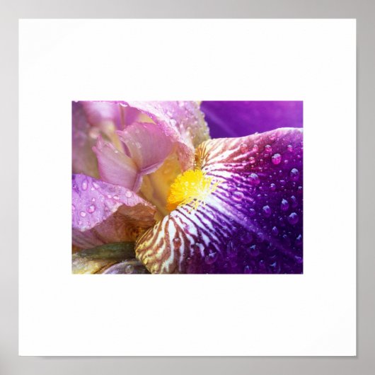 Iris Flower Poster (Voorkant)